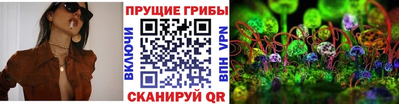 Купить где  Шарыпово  Галлюциногенные грибы Psilocybe 